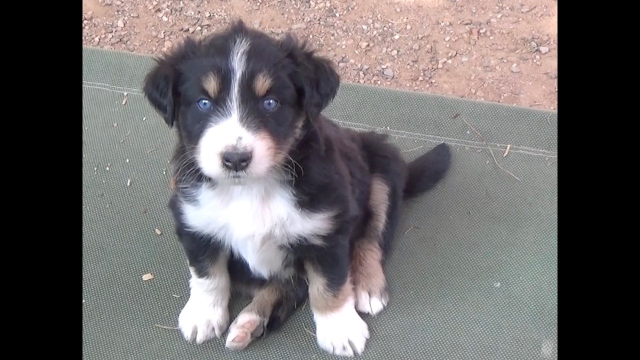 VeyronPups5wks02122026