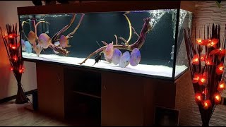 Luxury Home Aquarium for Discus | Beautiful Discus Aquascape