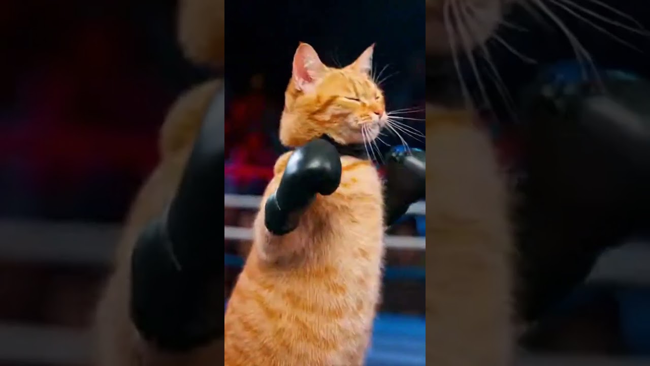 Paws vs Claws: The Dapper Cat & Dog Boxing Match 🥊