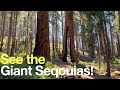 Mariposa Grove of Giant Sequoias Hike Guide