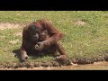 Orangutan learns how to nurse from breastfeeding zookeeper at Metro Richmond Zoo