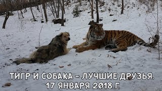 ТИГР И СОБАКА - ЛУЧШИЕ ДРУЗЬЯ. 17 ЯНВАРЯ 2018 Г. ТИГР И СОБАКА - ЛУЧШИЕ ДРУЗЬЯ. 17 ЯНВАРЯ 2018 Г.