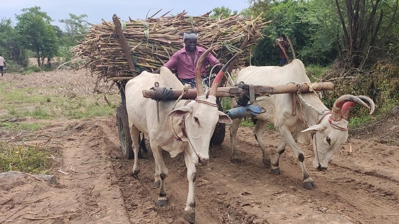 Bullock | Bullockcart racing video | Bullockcart heavy load sugarcane farmers | stunt  | cowvide