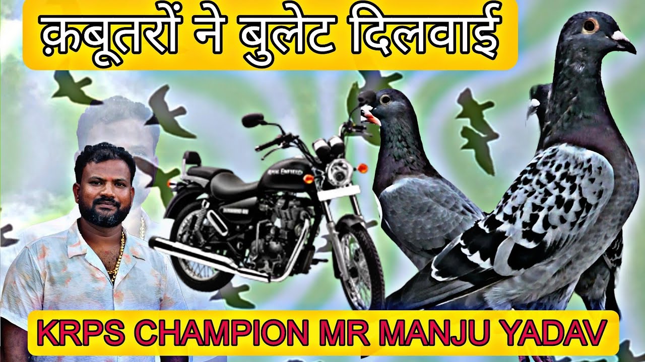 Bullet Winner Racer Homer Birds Of Club Champion Mr Manju Yadav