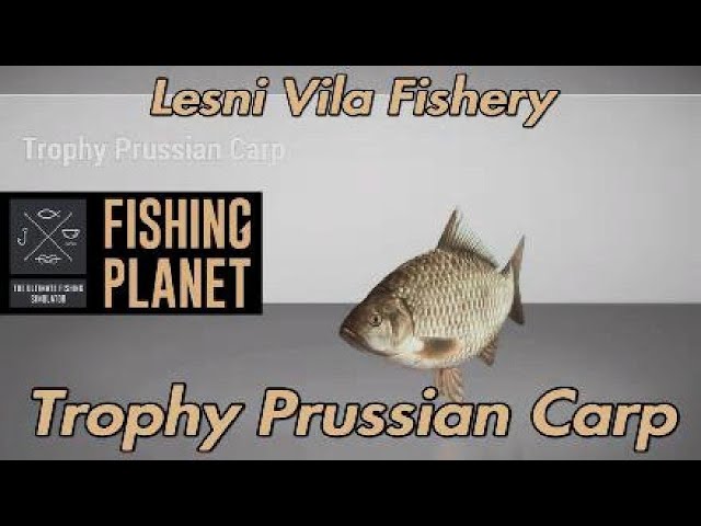 Fishing Planet - Trophy Prussian Carp Lesni Vila Fishery 