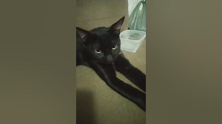 o gatinho no sofá