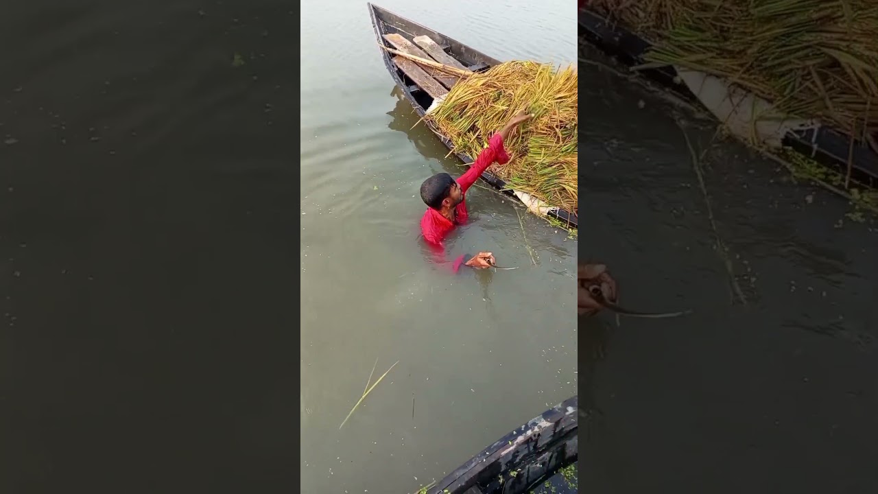 বন্যার পানিতে ধান কাটছে কৃষক 😥 | Heart Touching Farming Story Bangladesh #বাংলাদেশ#কৃষকের_জীবন#বন্যা