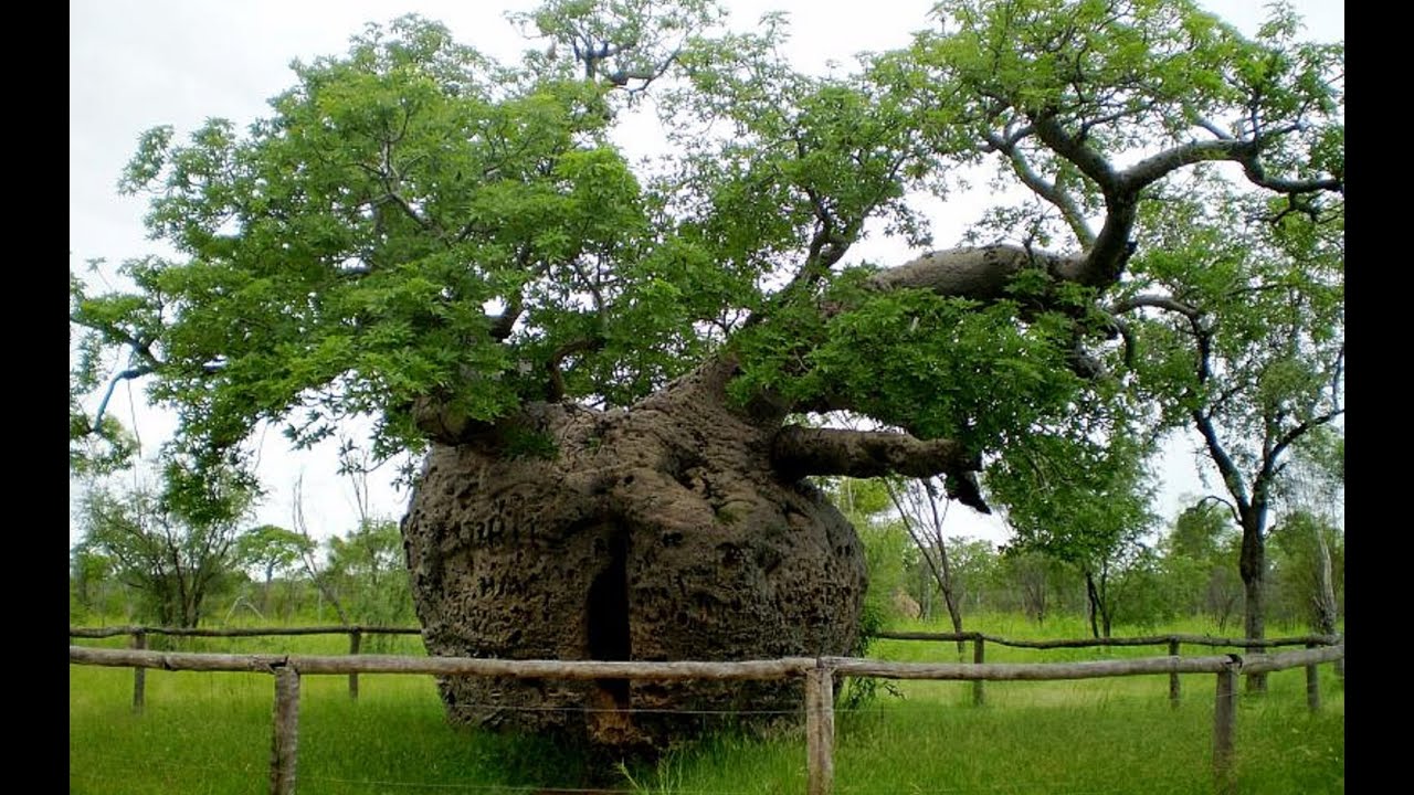 20 Most Famous Trees In The World Omegatours vn YouTube 20 Most Famous Trees In The World Omegatours vn YouTube