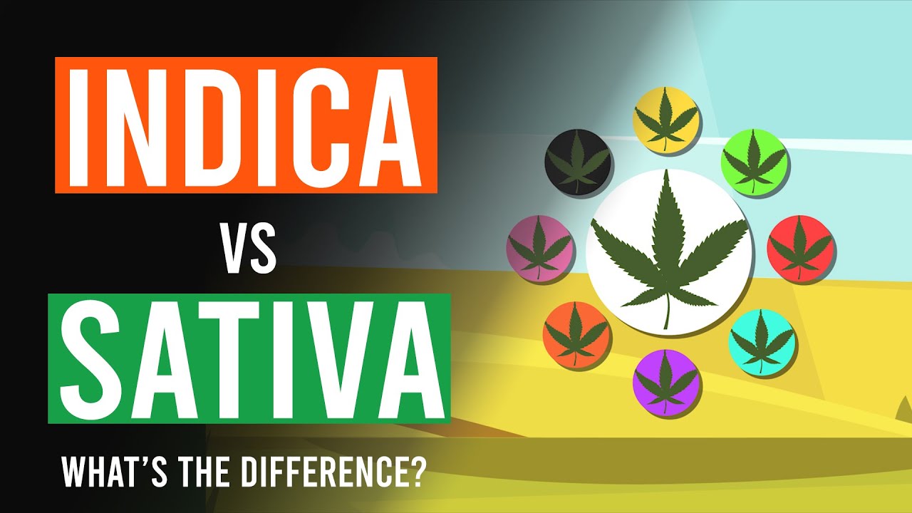 Cannabis Indica vs Cannabis Sativa: Whats the Difference?