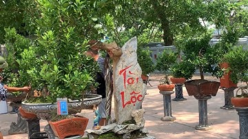 quất cảnh tết hội chợ xúc tiến thương mại nông sản huyện khoái châu