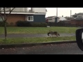Knight street coyote