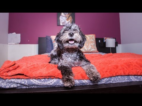 Video: 15 Item untuk Orang Tua Pup Terobsesi dengan Boston Terrier mereka
