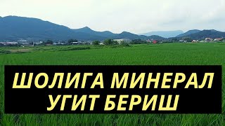 ШОЛИ ЭКИШ СИРЛАРИ SHOLI EKISH USULLARI ШОЛИ КУЧАТ ЭКИШ ШОЛИГА КАНЧА МИНИРАЛ УГИТ БЕРИЛАДИ BIZNESUZ