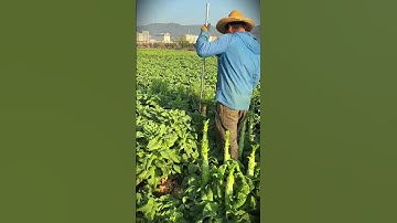 a smart tool made by farmers to remove lettuce leaves before harvest #shorts