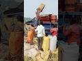 jawari Dana nikaalne ki hadamba machine 10 ki speed main chala rahe hain Indian shorts video viral