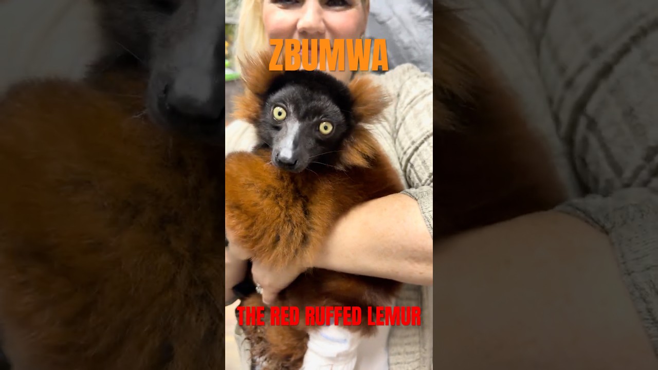 Zbumwa Наш рыжий вари любит играть 