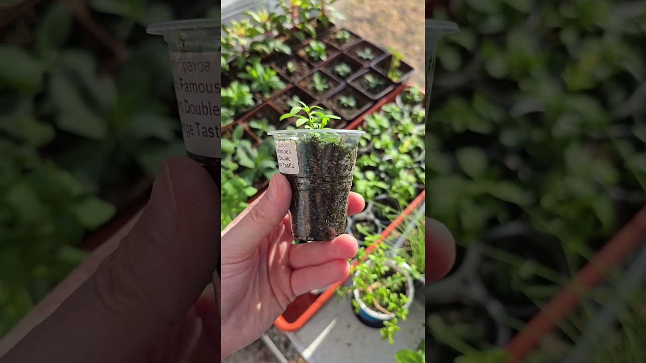 Укоренили черенки Калибрахоа Mini Famous Neo Double Orange Tastic