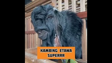 Thumbnail of Kambing Etawa Raksasa | Super BIG #short