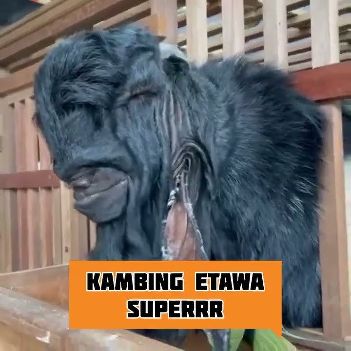 Kambing Etawa Raksasa | Super BIG #short