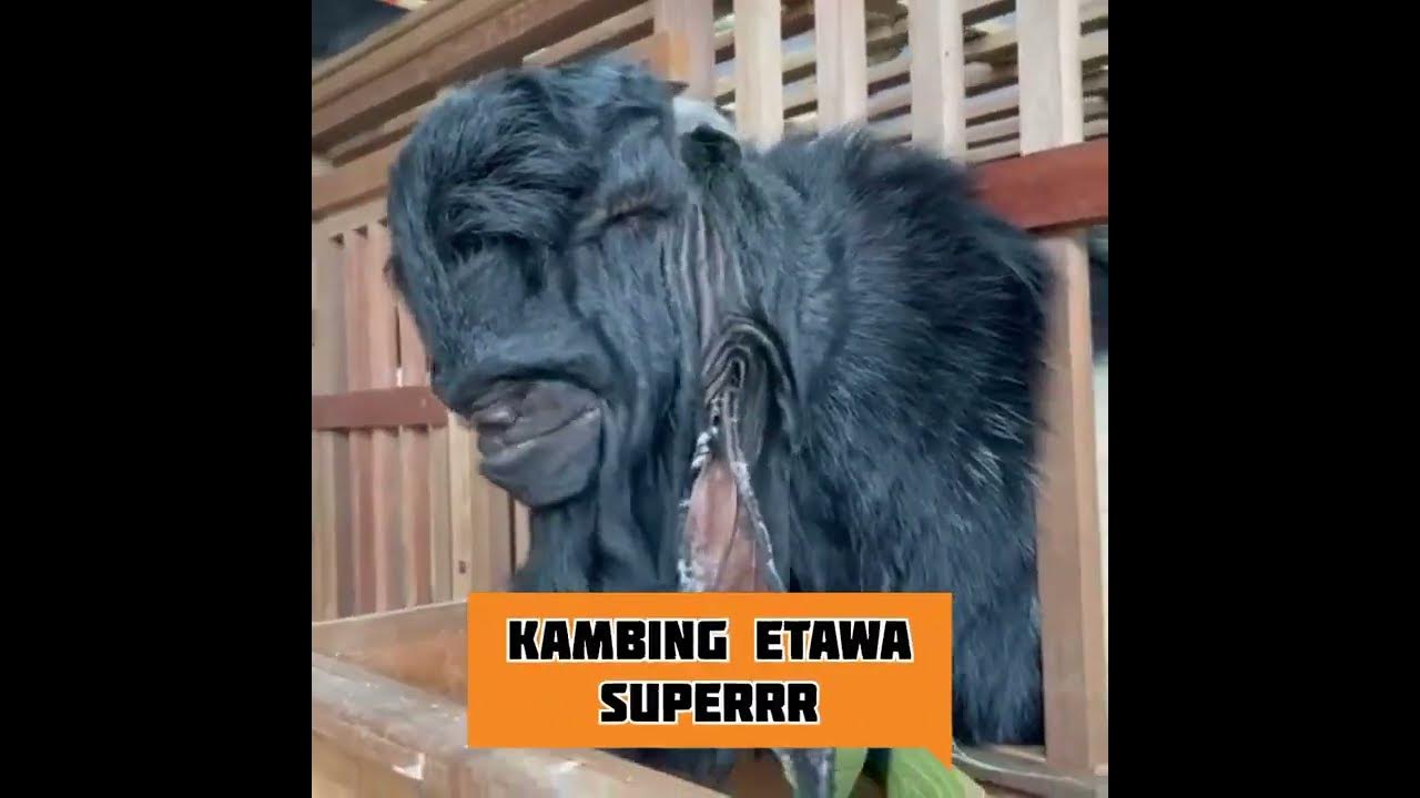 Kambing Etawa Raksasa | Super BIG #short