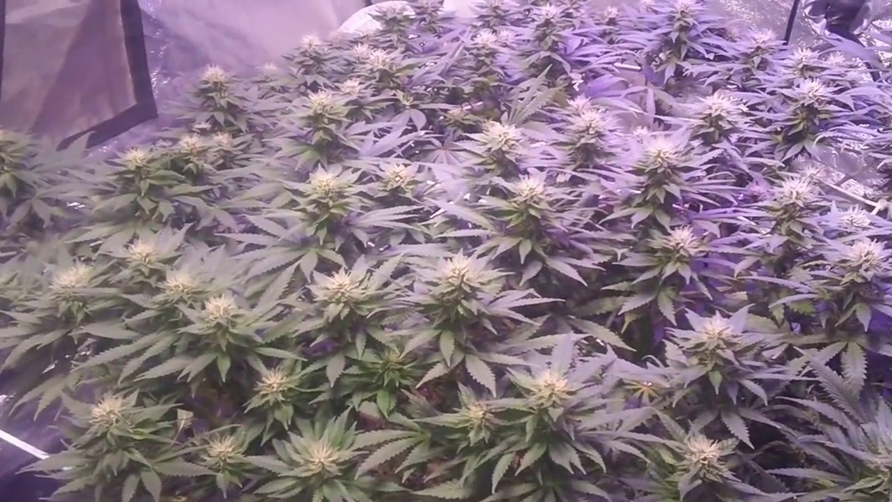 Black Widow X Blue Lemon Thai SCROG Week 4 FLOWER