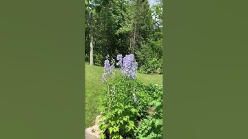 Delphiniums blooming at the cottage garden #garden #gardening #delphinium #flowers #cottagelife
