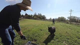 do training san diego Recalls by Intelligent K9 Dog Training 55 views 4 years ago 2 minutes, 42 seconds