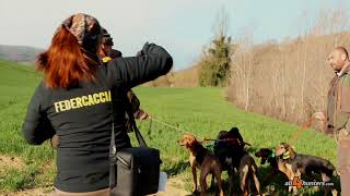 Lepri e segugi: semifinali di Coppa Italia per cani da seguita. Hare hunting