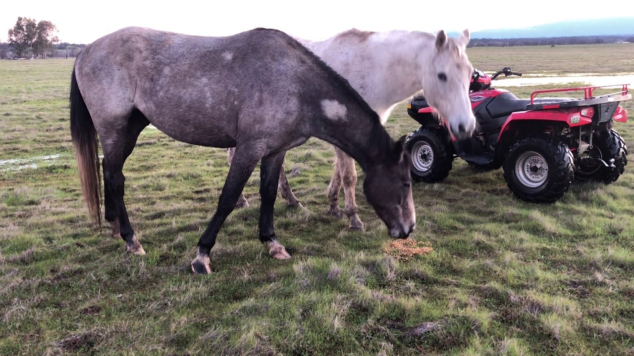 Winter Time Ranchin with Knuckle Nose and Knuckle Nuts