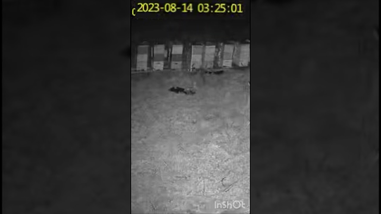 Beekeepers night vision camera catches LAMB and HONEY THIEF lurking at newly split beehives!