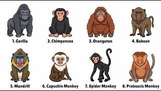 Every Monkey Explained in 11 Minutes