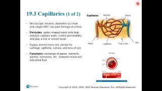 HAP 11e Lecture Ch 19A VIDEO