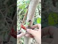 How to Feeding seedlings , Easy Grafting part 196
