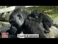 Baby gorilla  jameela with freddie   gorillas