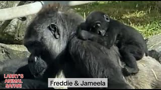 Baby Gorilla  Jameela with Freddie   #gorillas