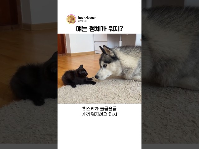 난생 처음 허스키를 마주한 아깽이의 반응