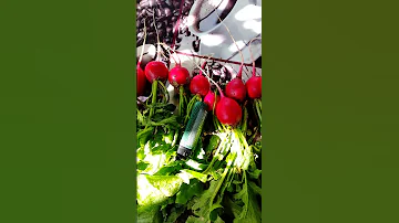 Черриэт лучший сорт редиса 
