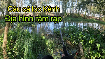1 ngày câu cá lóc Kênh bằng lưởi hột mít lai 