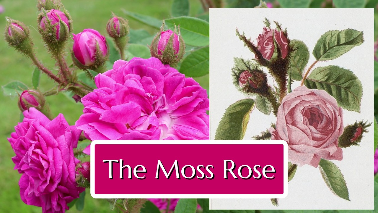 The Moss Rose - YouTube