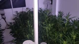 sol3 flowering hard and fast