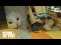 Cat Caught Up In Bad Past Memories Attack Viciously l Before & After Ep 31