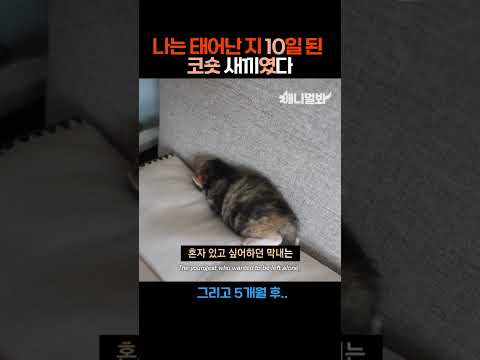 나는 태어난 지 10일된 코숏새끼였다 #애니멀봐 #shorts