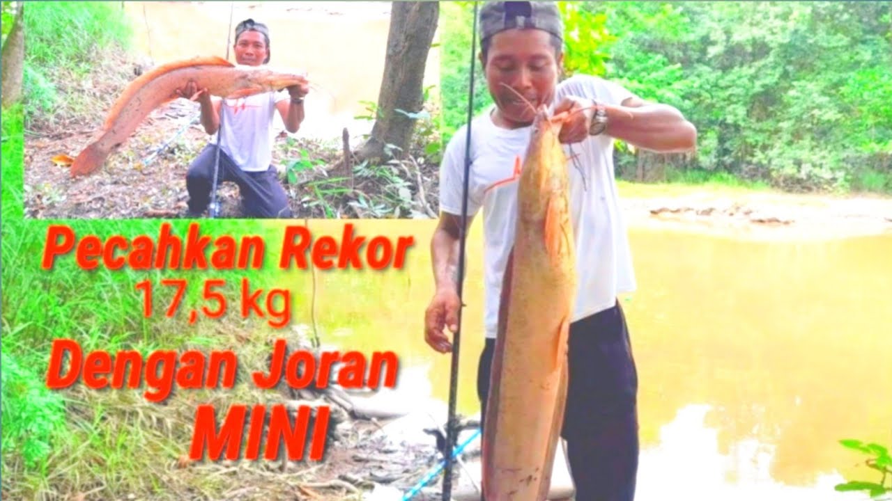 Mancing Ikan Lele Monster || Pecahkan Rekor 17,5 kg || UMPAN jitu LELE