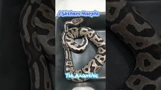 Leopard Pastel TSK Axanthic #ballpythons #snakes #reptiles #pets