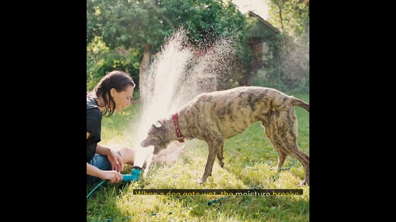What causes wet dog smell? 