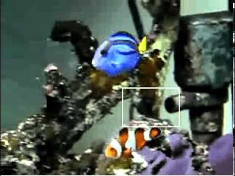 Mean-shift tracker: Fish