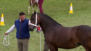 Cobiau Cymreig - Caseg Fagu 8+ | Welsh Cobs - Brood Mare 8+