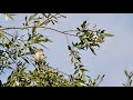 Sedge Warbler Song Acrocephalus Schoenobaenus The Warbler Rapper Sedge Warbler Song Acrocephalus Schoenobaenus The Warbler Rapper