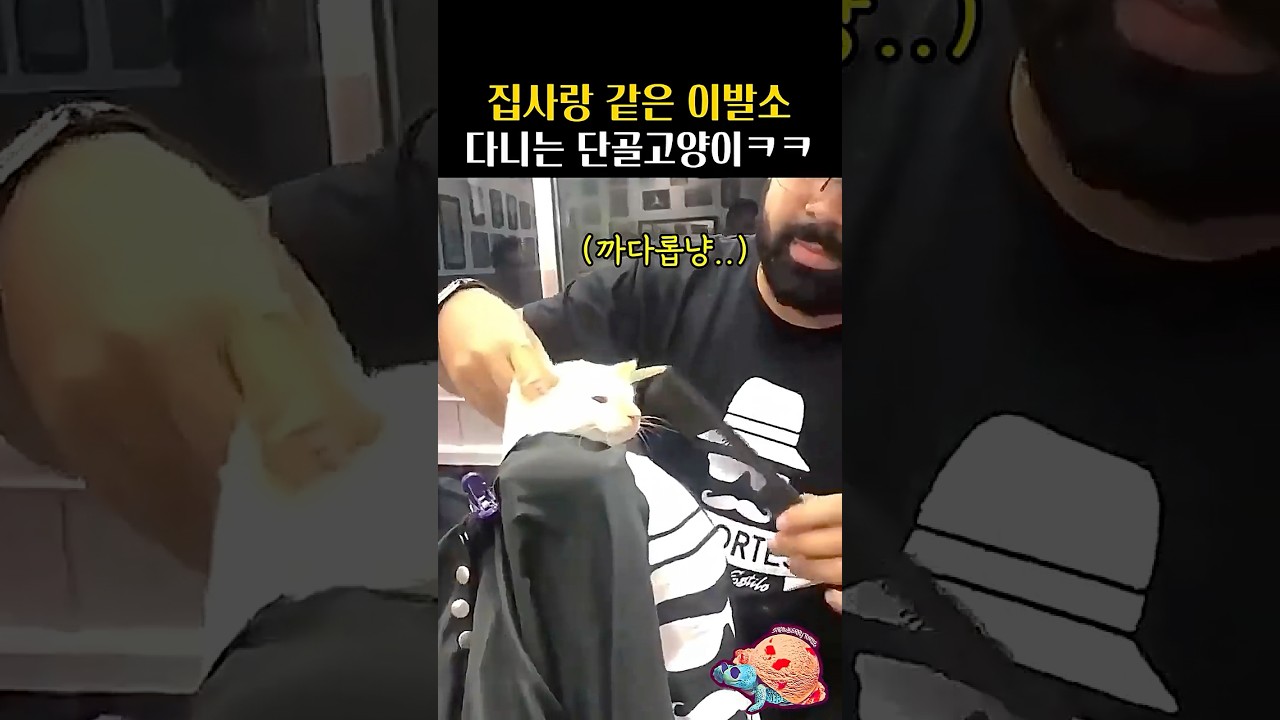 집사랑 같은 이발소 다니는 단골고양이ㅋㅋ