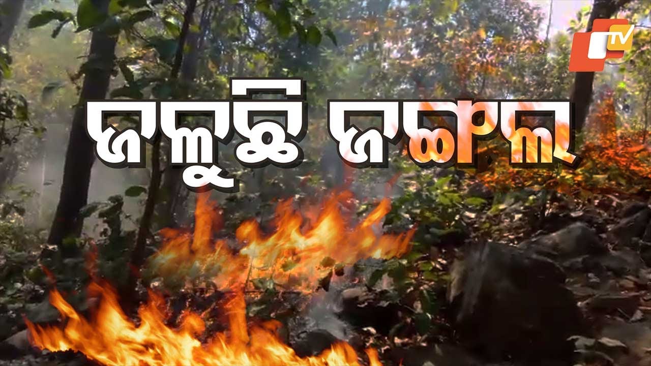 Forest Fires Rage in Sundargarh’s Bonai Subdivision amid Scorching Heat